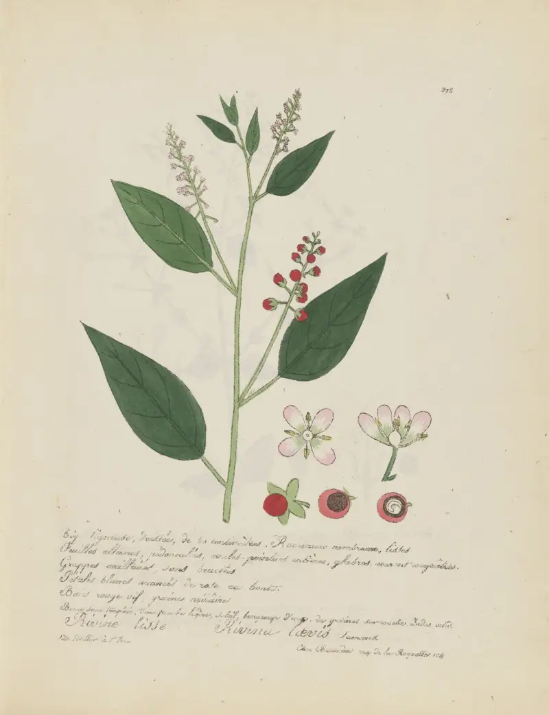 Rivina laevis, Jean Baptiste Louis Letellier