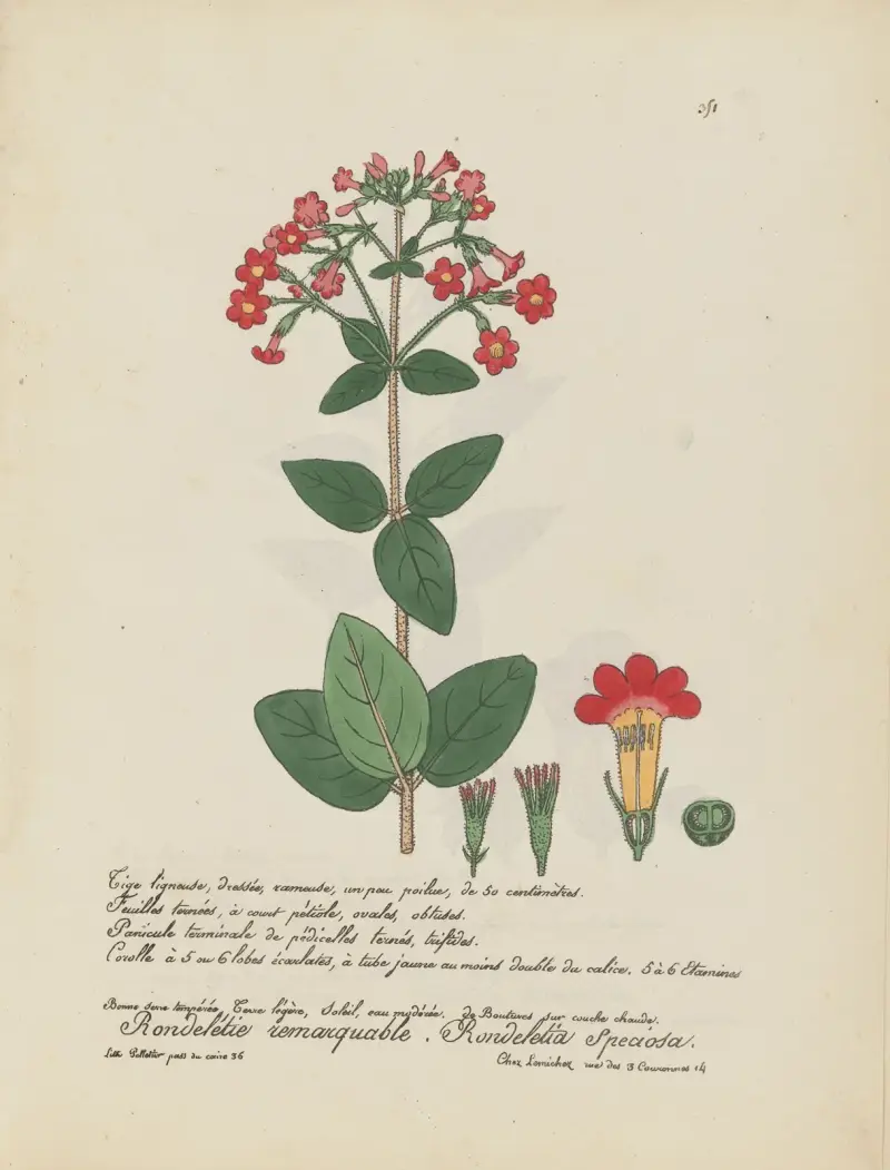 Rondeletia speciosa av Jean Baptiste Louis Letellier