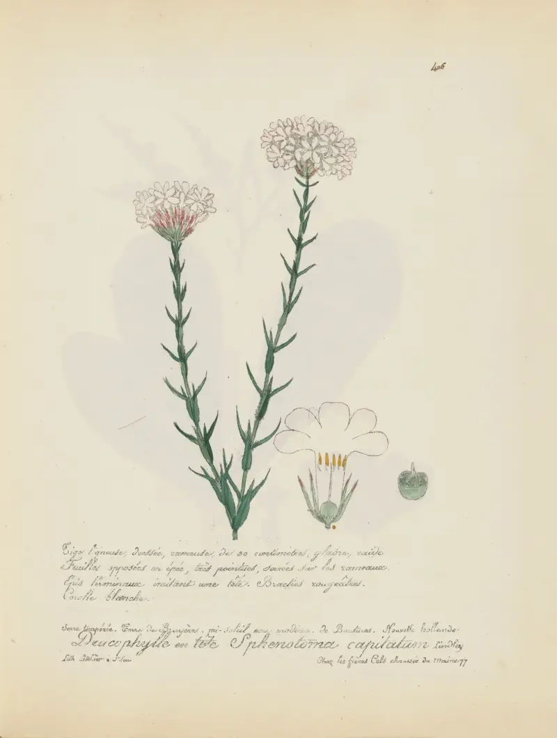 Sphenotoma capitatum von Jean Baptiste Louis Letellier