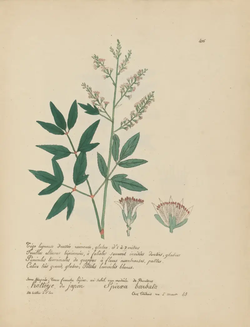 Spiraea barbata, Jean Baptiste Louis Letellier
