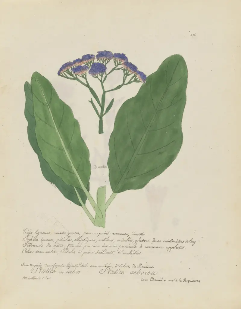 Statice arborea von Jean Baptiste Louis Letellier