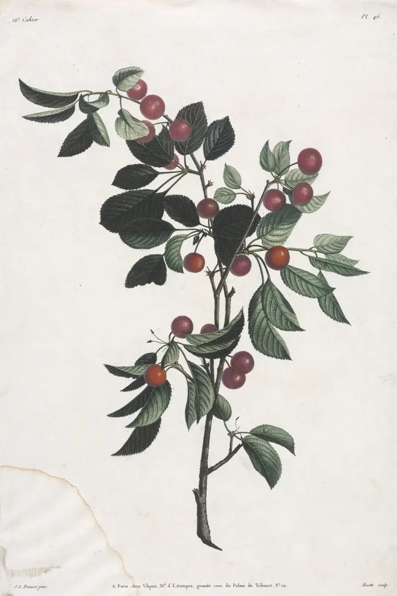 Branches de Cérises précoce av Jean Louis Prévost