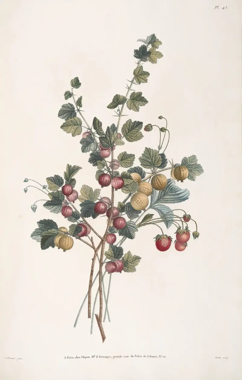 Studie av krusbär och jordgubbe, sorten fausse ananas av Jean Louis Prévost