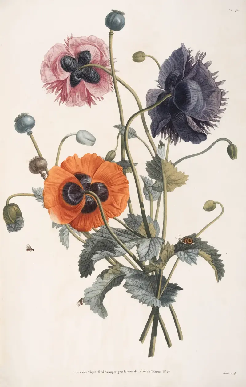 Studie tří druhů máku, Jean Louis Prévost