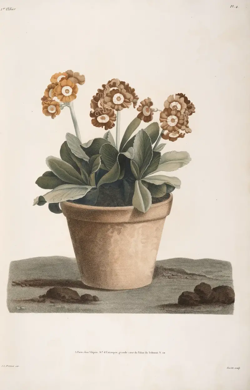 Studie einer Aurikel im Topf von Jean Louis Prévost