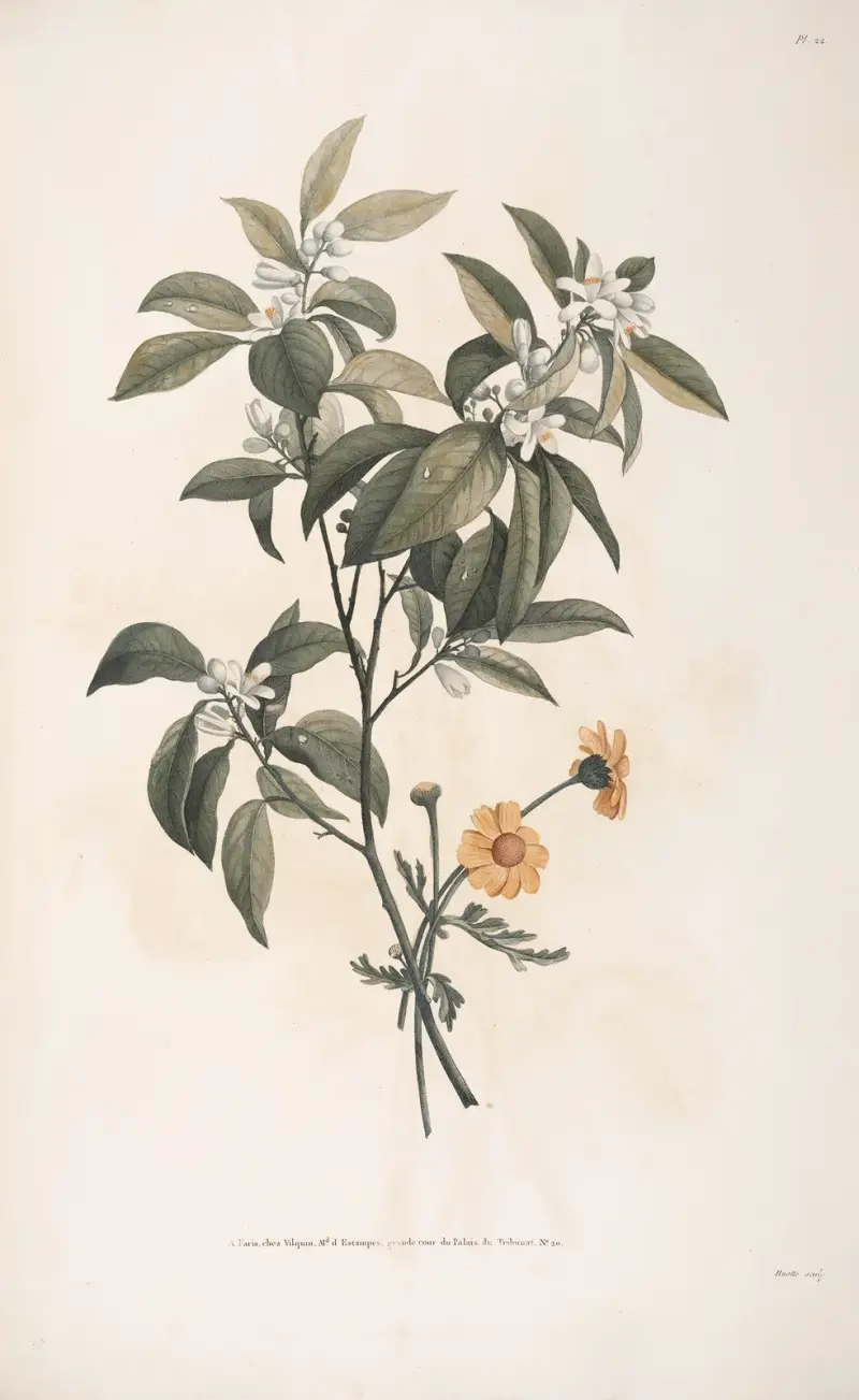 Studier av apelsinblommor och grekisk krysantemum av Jean Louis Prévost