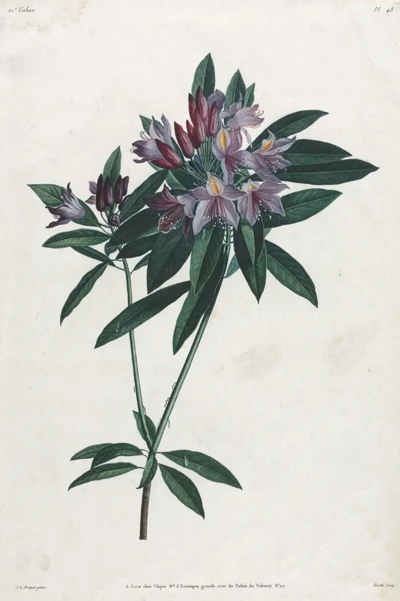Pontic Rhododendron av Jean Louis Prévost