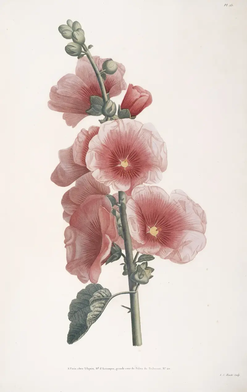 Gałązka róży, Jean Louis Prévost