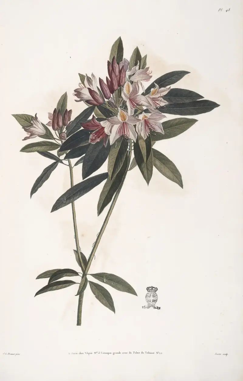 Östlig rosenbuske eller Rhododendron ponticum av Jean Louis Prévost
