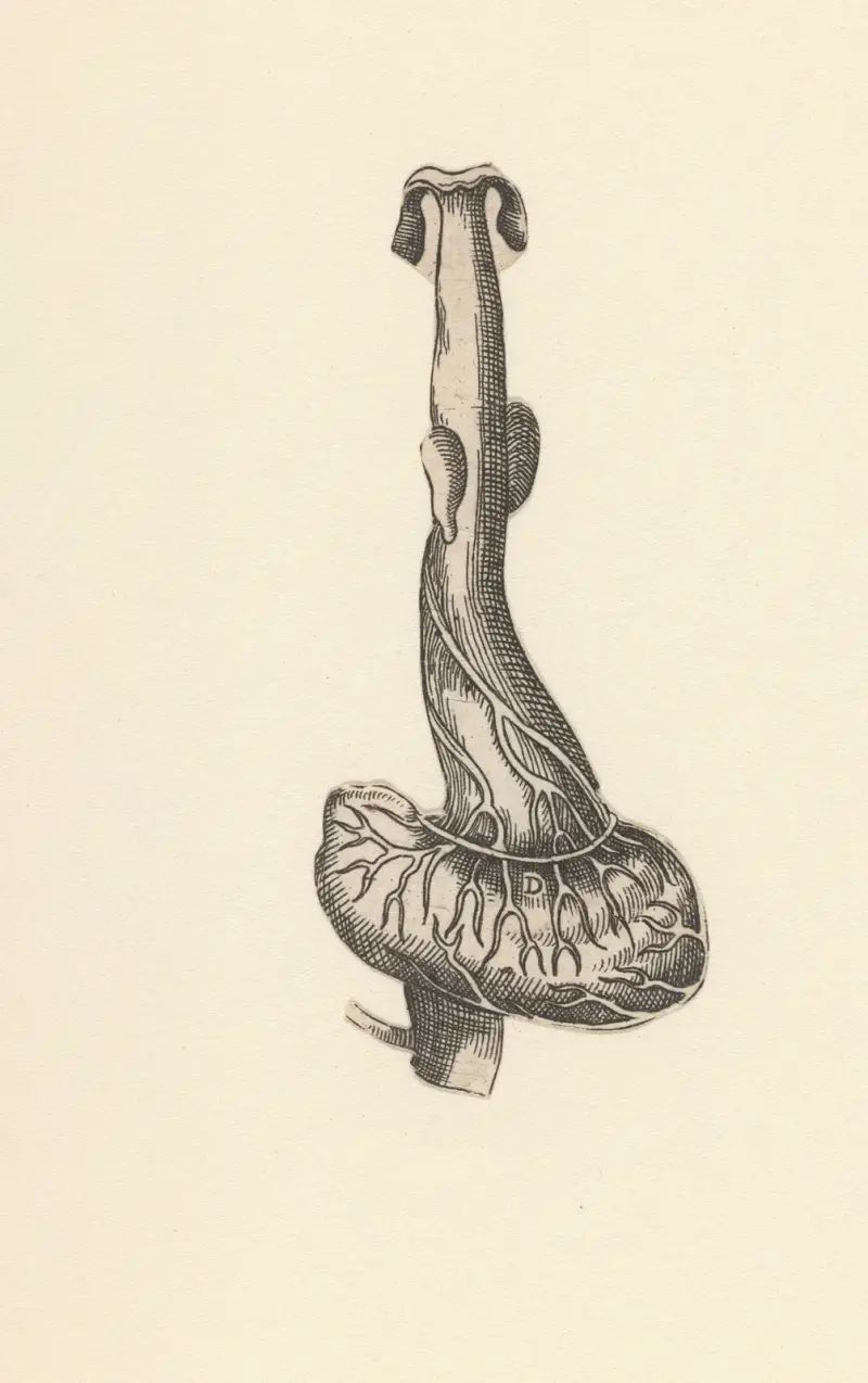 Speiseröhre und Magen von Lucas Kilian