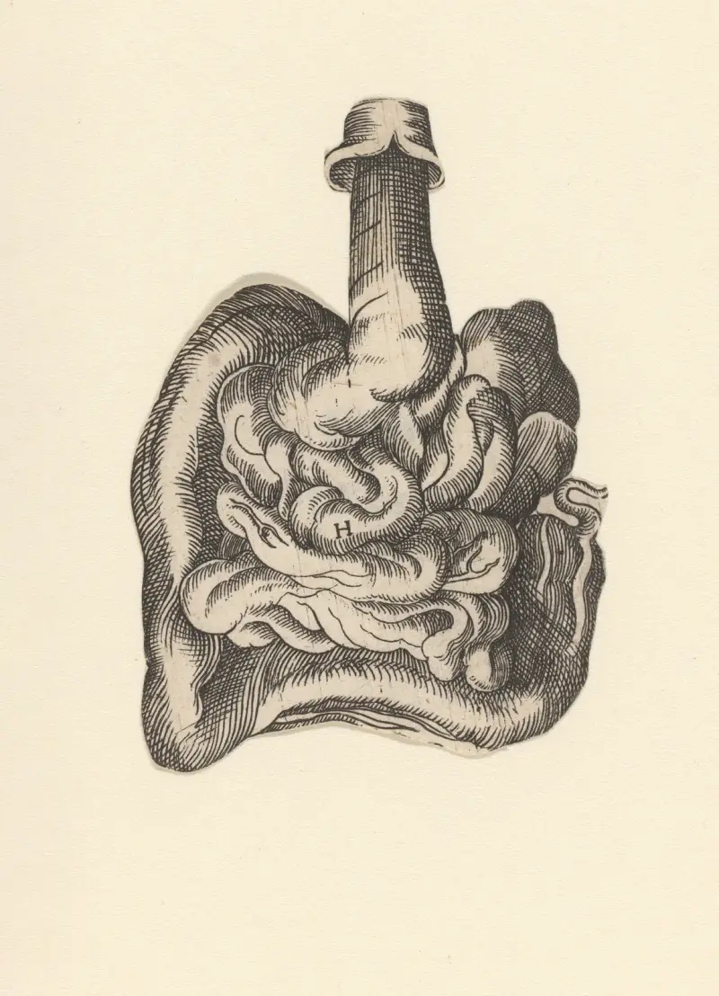 Intestinal tract av Lucas Kilian