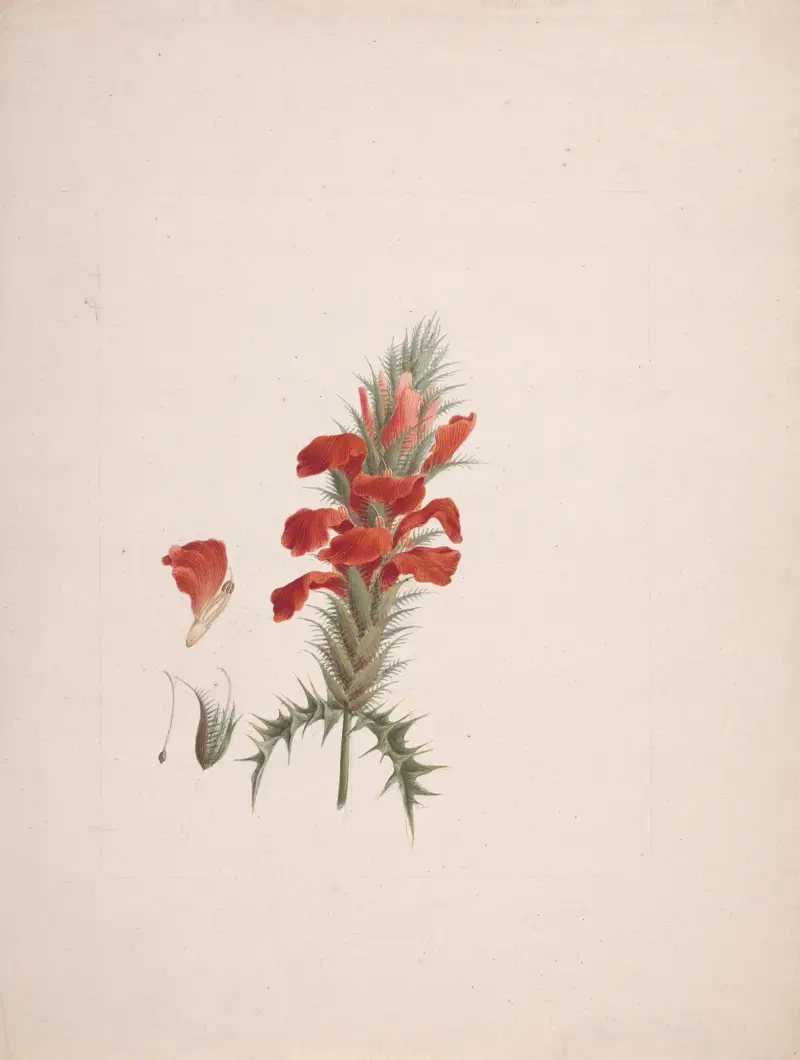 Acanthus Sennii Chiov. av Luigi Balugani