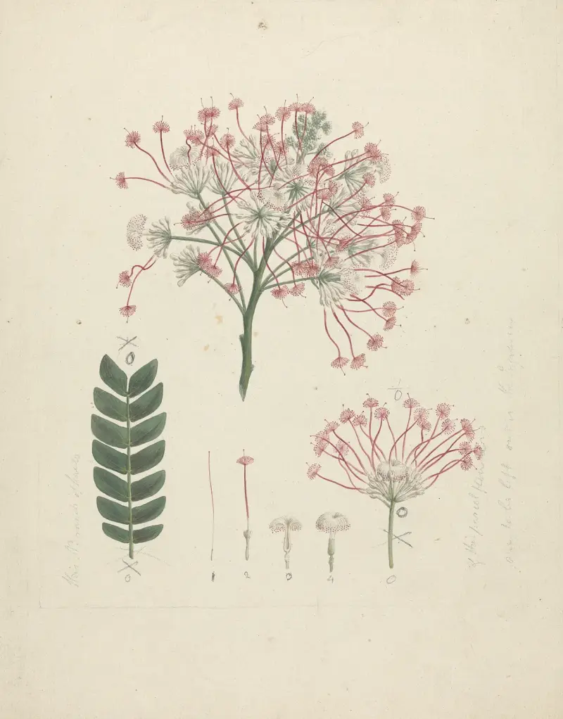 Albizia gummifera (J.F. Gmel.) C.A. Sm. (gummialbizia) – nr 2 av Luigi Balugani