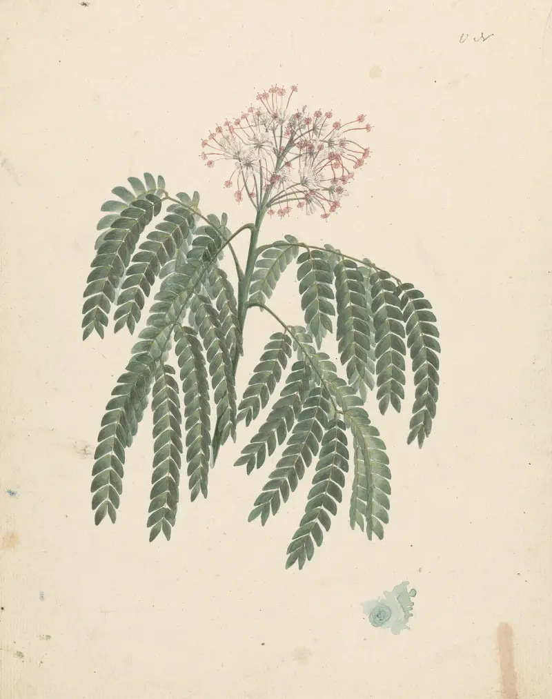 Albizia gummifera (J.F.Gmel.) C.A.Sm. (gummialbizia) – nr 1 av Luigi Balugani