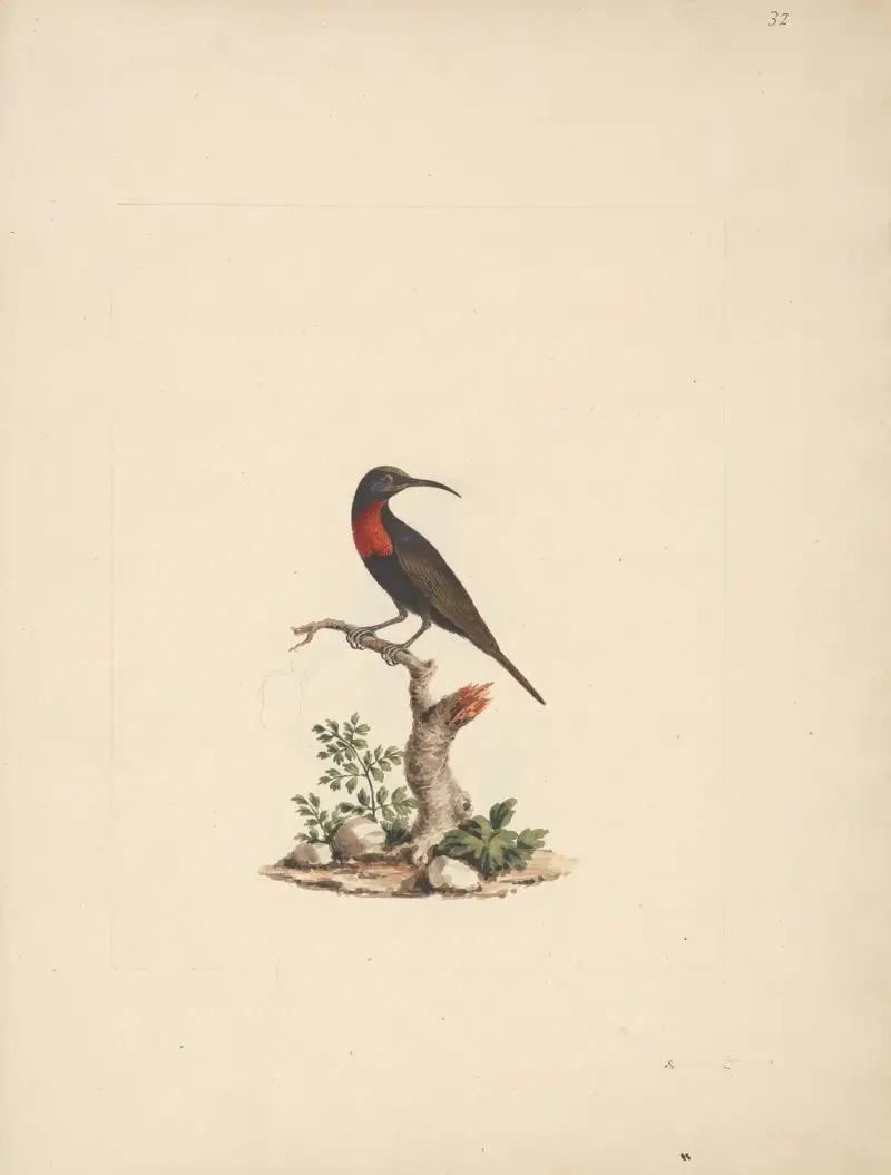 Chalcomitra senegalensis (Scarlet Chested Sunbird) av Luigi Balugani