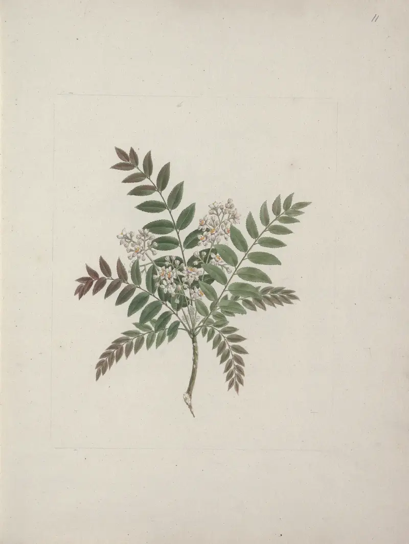 Clausena anisata (Willd) Benth. (Mosquito Plant), Luigi Balugani