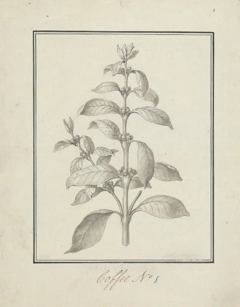 Coffea arabica L. (arabiskt kaffe); färdig teckning av bladbärande skott och bär av Luigi Balugani