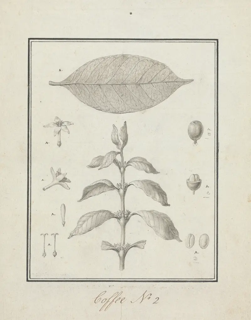 Coffea arabica L. (arabiskt kaffe) av Luigi Balugani