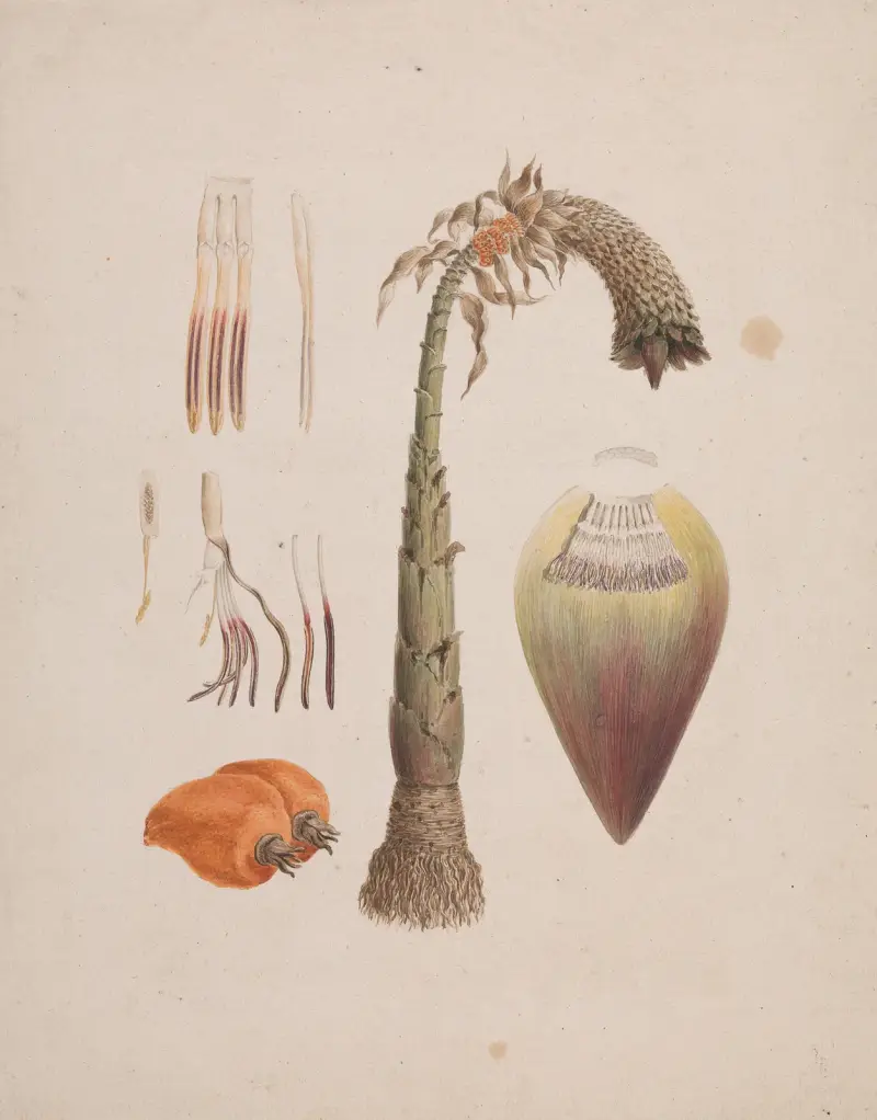 Ensete ventricosum (Welw.) Cheesman (African Wild Banana) av Luigi Balugani