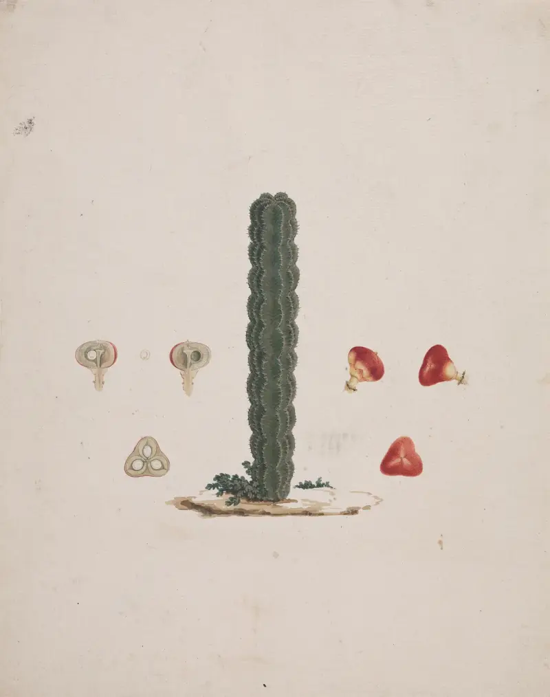 Euphorbia abyssinica J.F. Gmel. (etiopisk trädtörel) 2 av Luigi Balugani