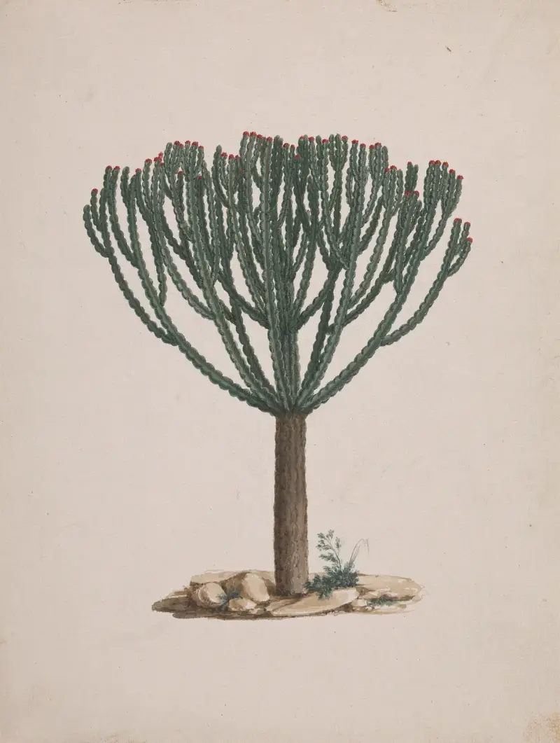 Euphorbia abyssinica J.F. Gmel. von Luigi Balugani