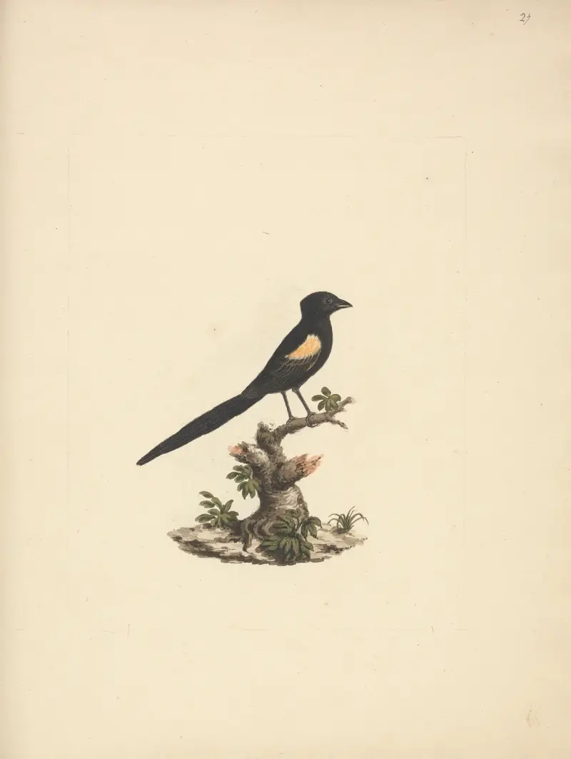 Euplectes axillaris (Fan-tailed widowbirds) von Luigi Balugani