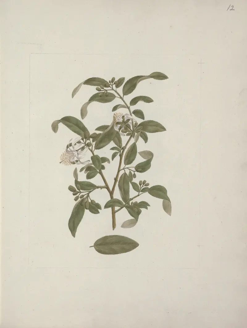 Grewia ferruginea A. Rich av Luigi Balugani