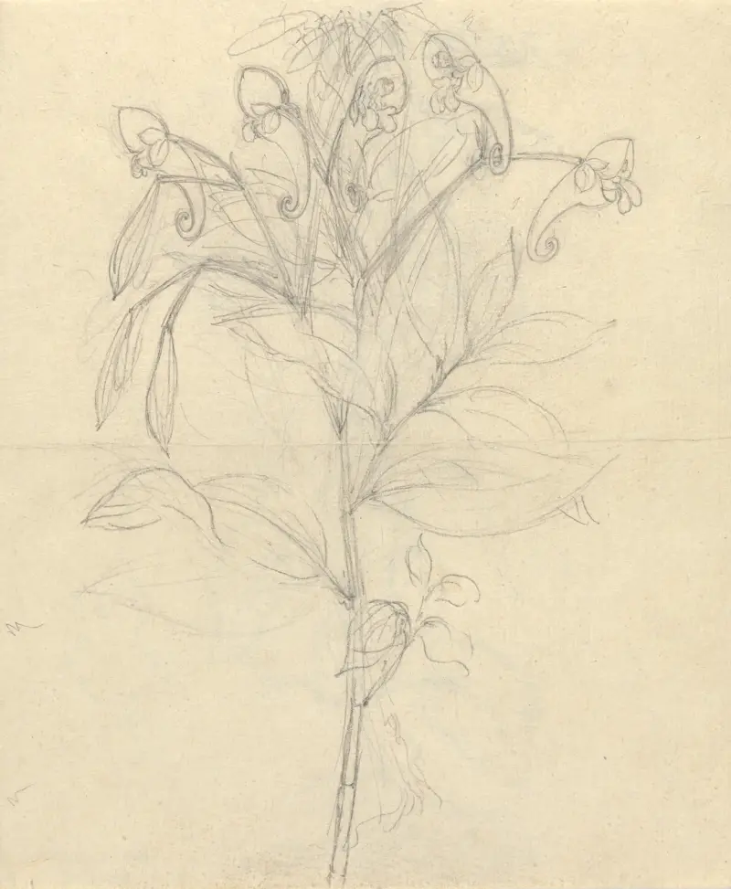 Impatiens rothii von Luigi Balugani