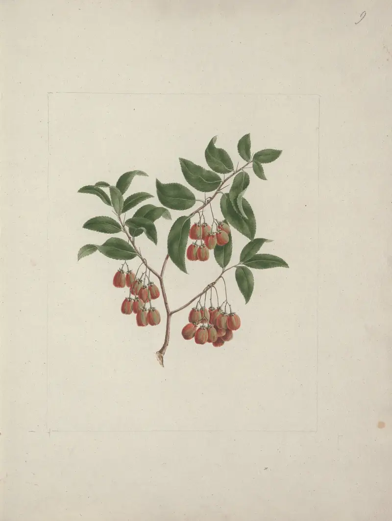 Maytenus arguta (Loes.) N. Robson, Luigi Balugani
