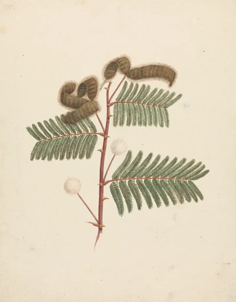 Mimosa pigra (L.) av Luigi Balugani