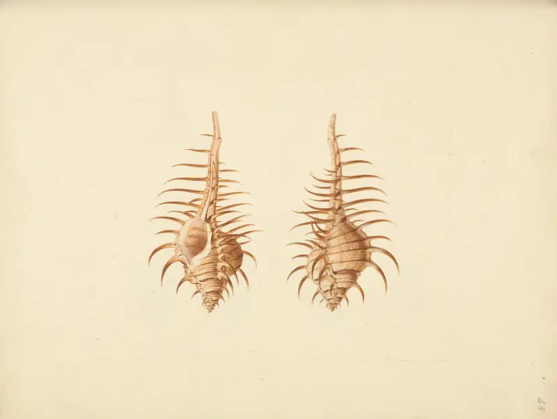 Murex pecten (Venus Comb Murex), Luigi Balugani