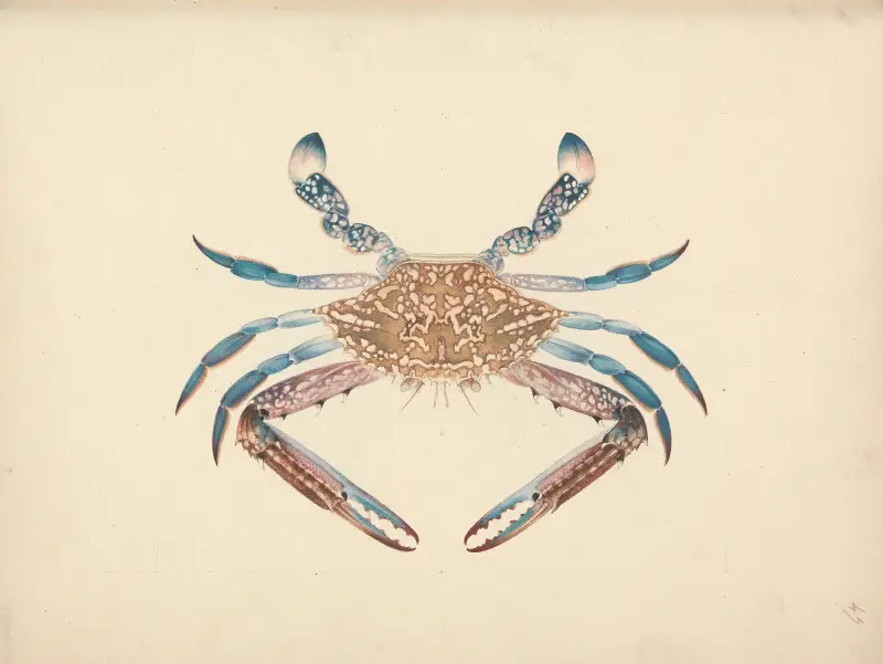 Portunus pelagicus (Blaukrabbe) von Luigi Balugani