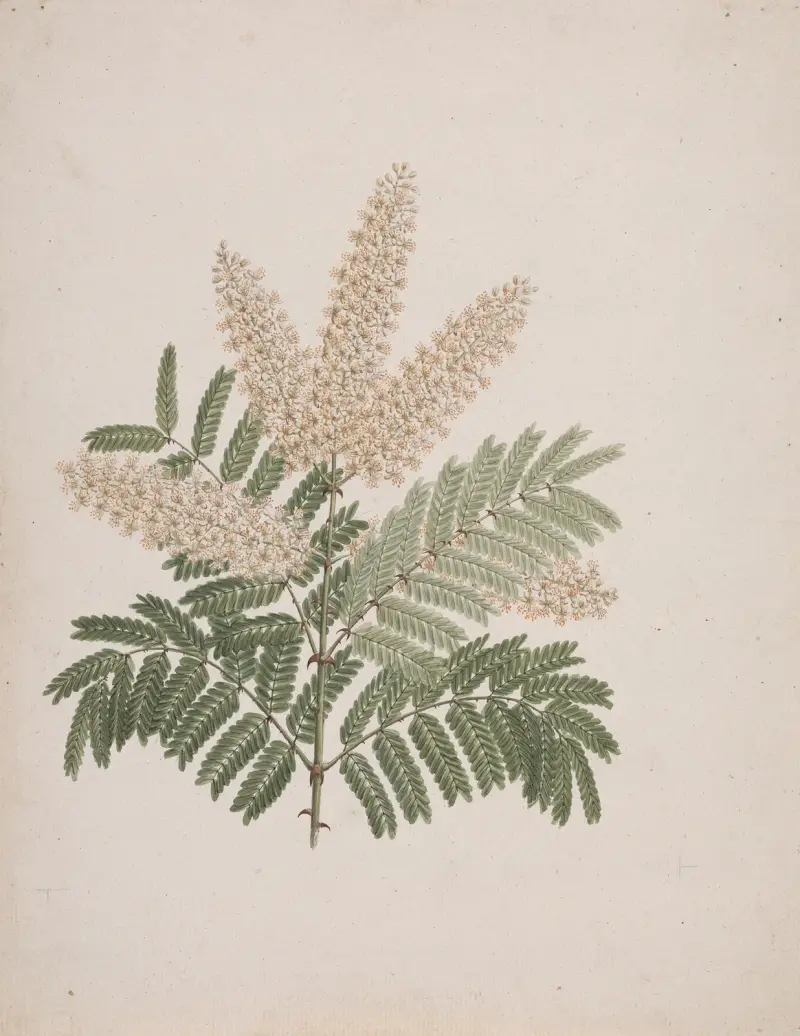 Pterolobium stellatum (Forssk) av Luigi Balugani
