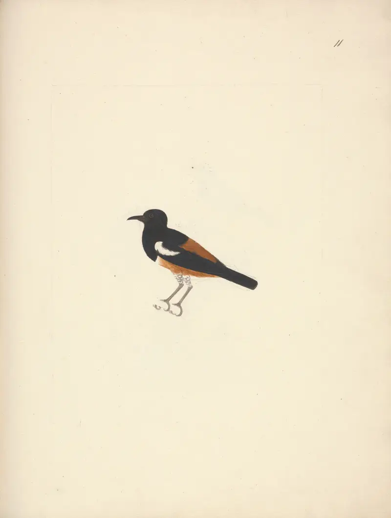 Thamnolaea semirufa (White-winged Cliff-chat) von Luigi Balugani