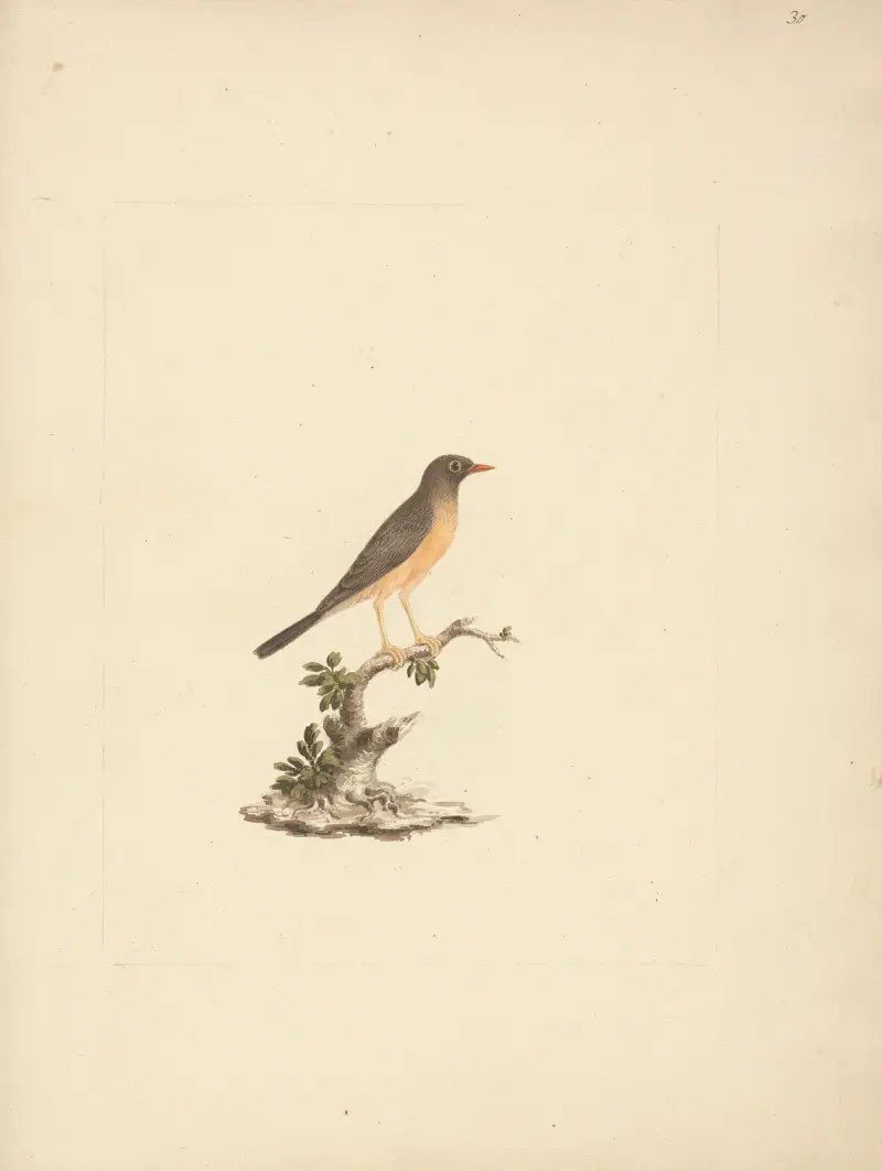 Turdus abyssinicus (Mountain Thrush) av Luigi Balugani
