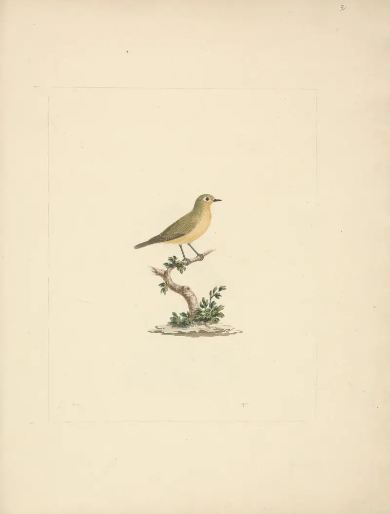 Unidentified Bird av Luigi Balugani