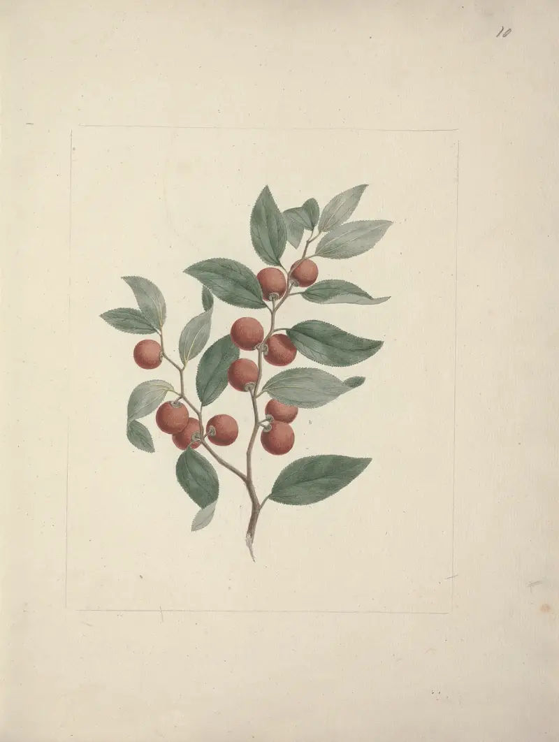 Ziziphus abyssinica A. Rich. (etiopisk kristitörne) av Luigi Balugani