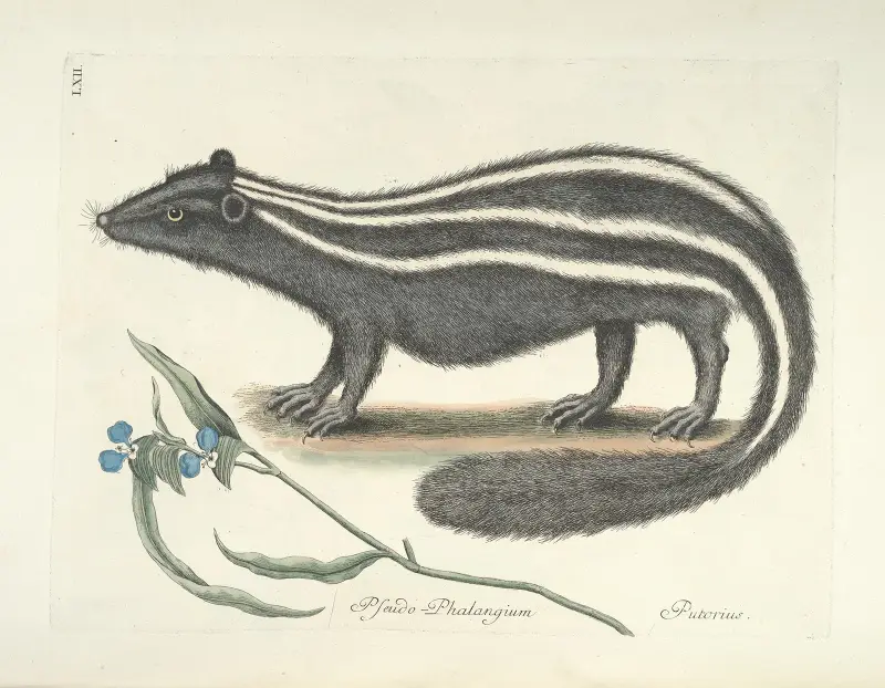 Bilder av fiskar, ormar, insekter och andra djur samt vissa växter, plansch 62 av Mark Catesby