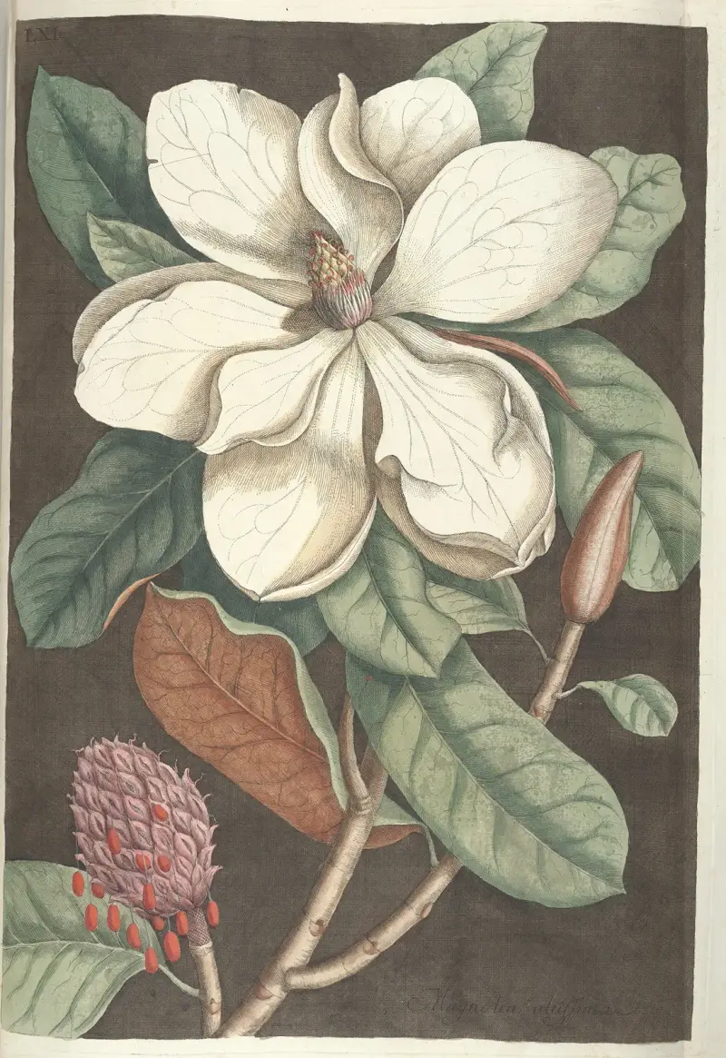 Bilder av fiskar, ormar, insekter och andra djur samt vissa växter, plansch 61 av Mark Catesby