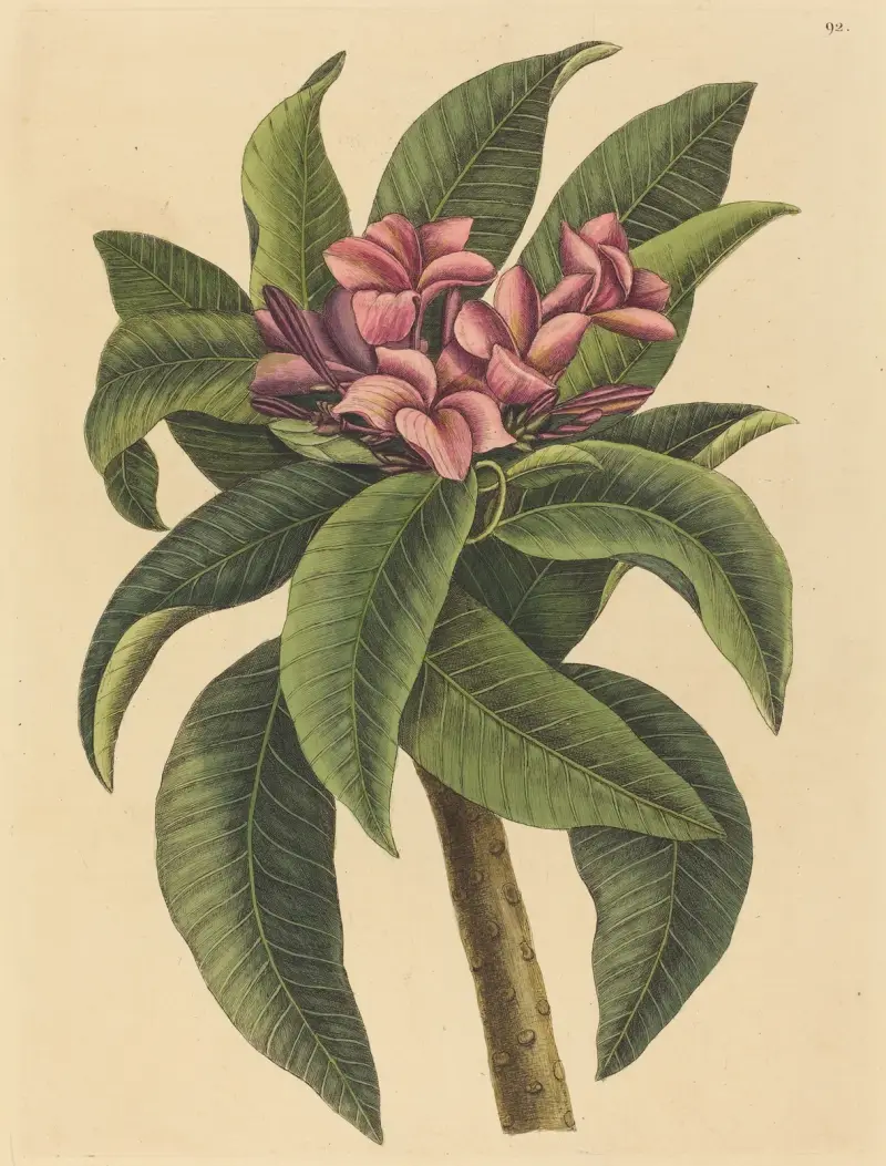 Red Frangipanni (Plumeria rubra) av Mark Catesby