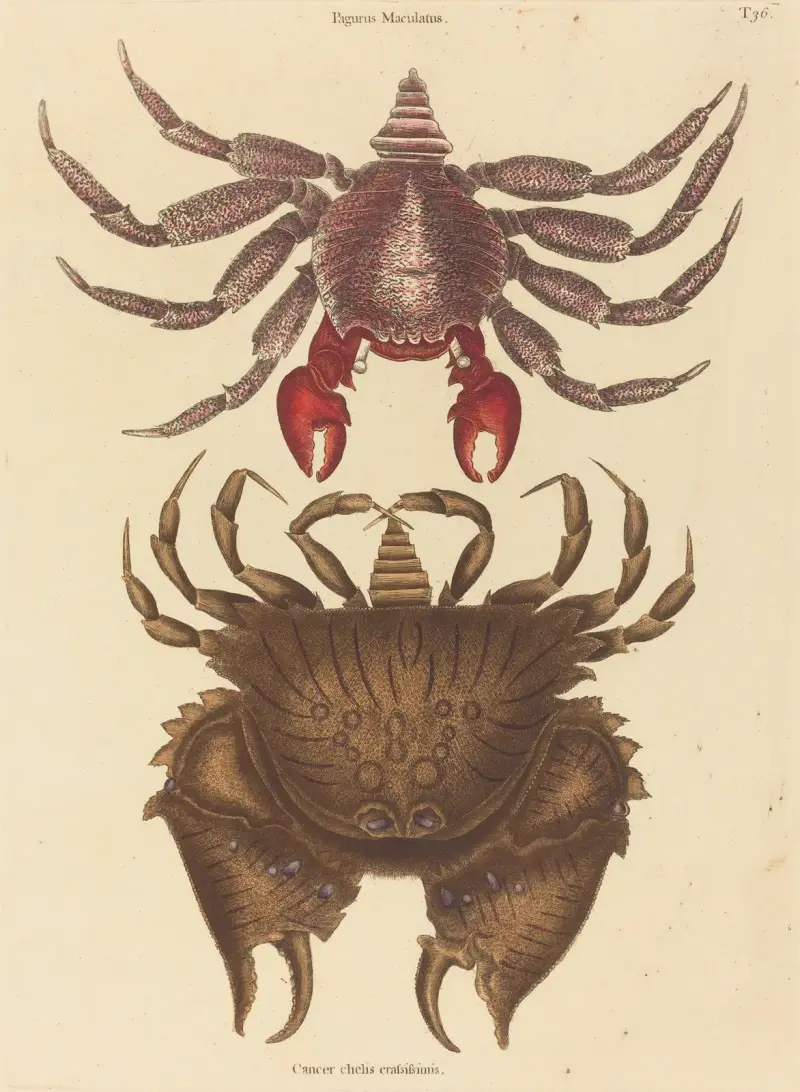 Rotgefleckte Klippenkrabbe (Cancer grapsus) von Mark Catesby