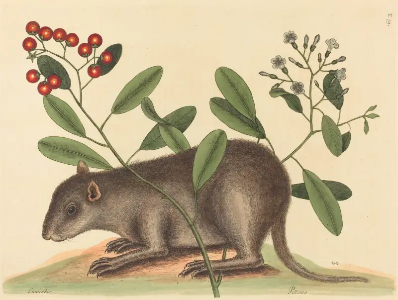 The Bahama Coney (Mus Monax) av Mark Catesby