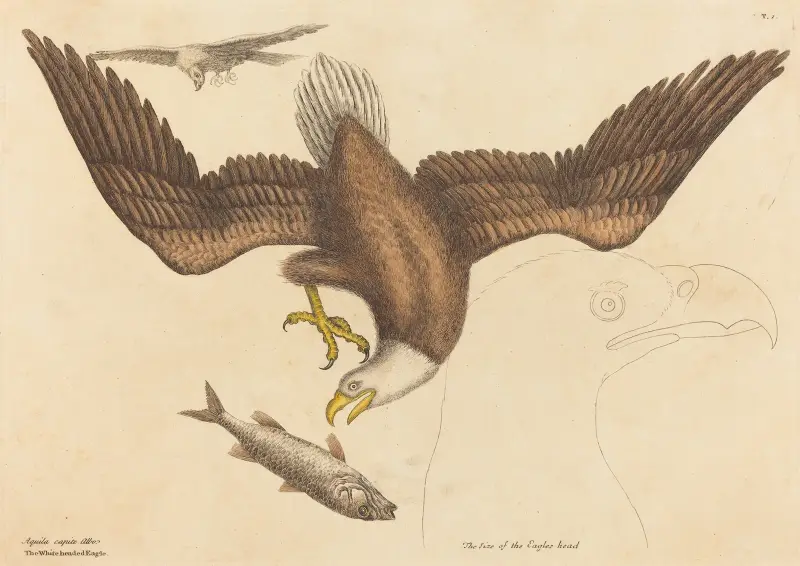 Orel bělohlavý (Falco leucocephalus), Mark Catesby