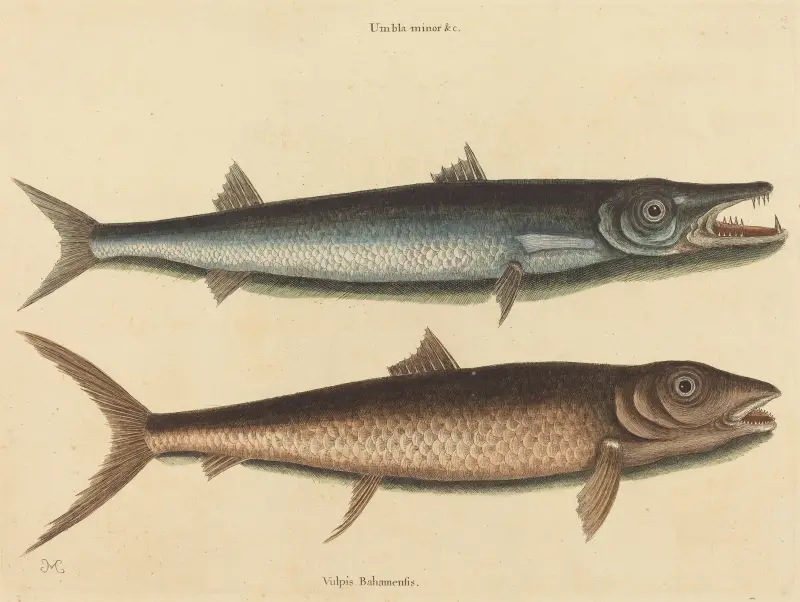 Der Barrakuda (Esox barracuda) von Mark Catesby