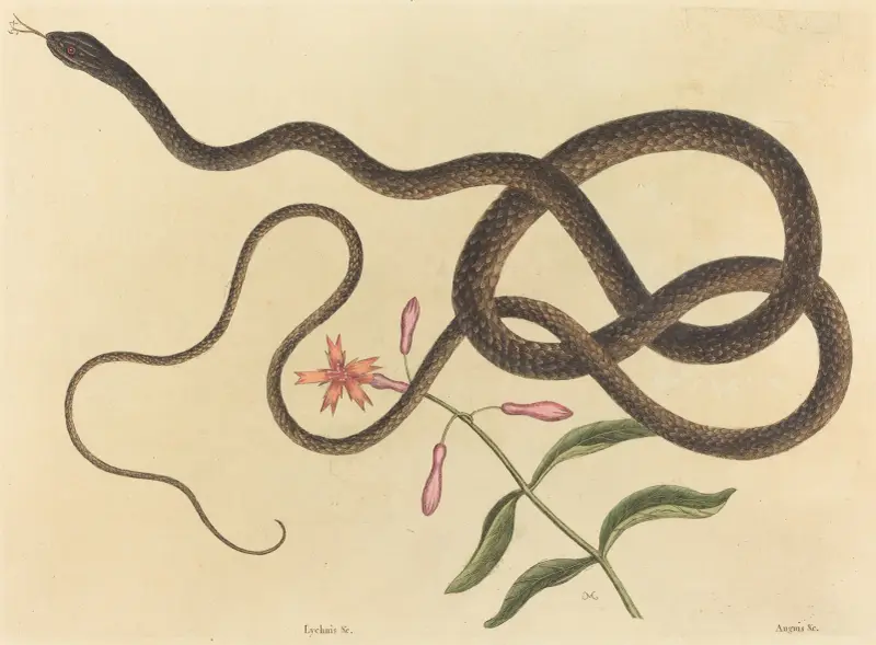 Die Peitschenschlange (Coluber flagellum) von Mark Catesby