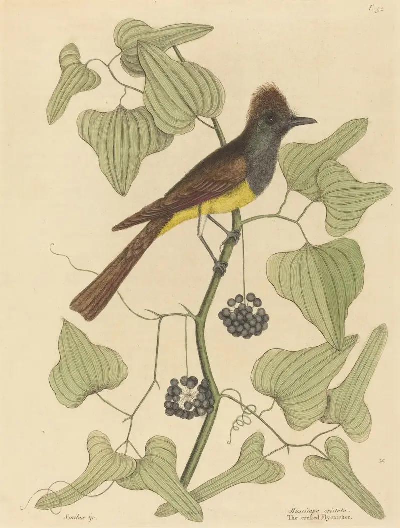 The Crested Flycatcher (Muscicapa cristata) av Mark Catesby
