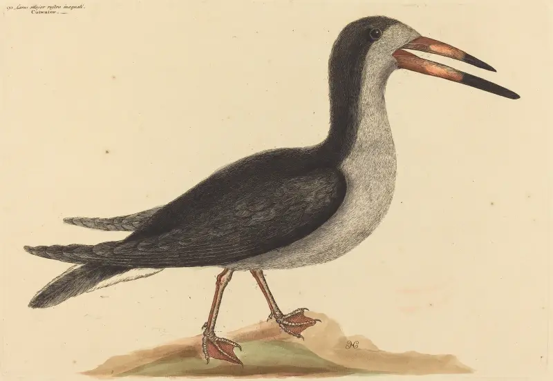 Der Scherenschnabel (Rhynchops nigra) von Mark Catesby