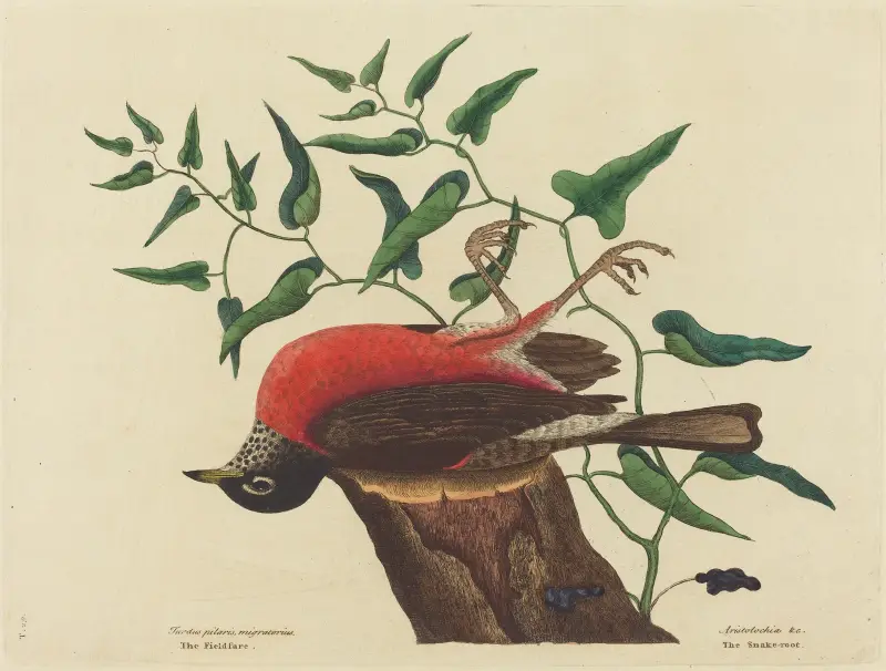 Vandringstrast (Turdus migratorius) av Mark Catesby