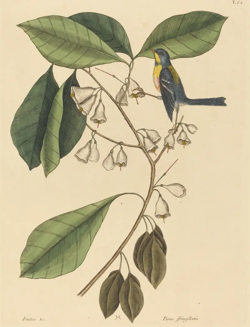 The Finch Creeper (Parus americanus) av Mark Catesby