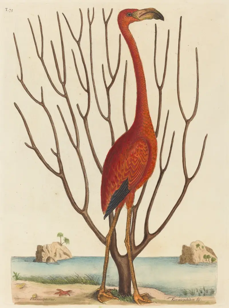 Flamingo (Phoenicopterus ruber) von Mark Catesby